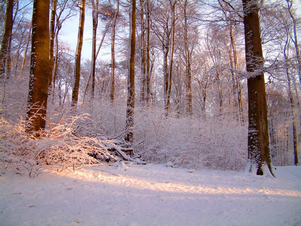 Winter snowy park in Holland